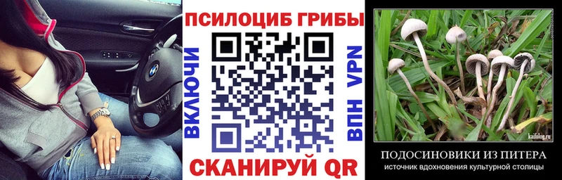Купить закладки  Сельцо  Псилоцибиновые грибы GOLDEN TEACHER 